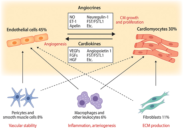 Frontiers Cardiomyocyte—Endothelial Cell Interactions in Cardiac