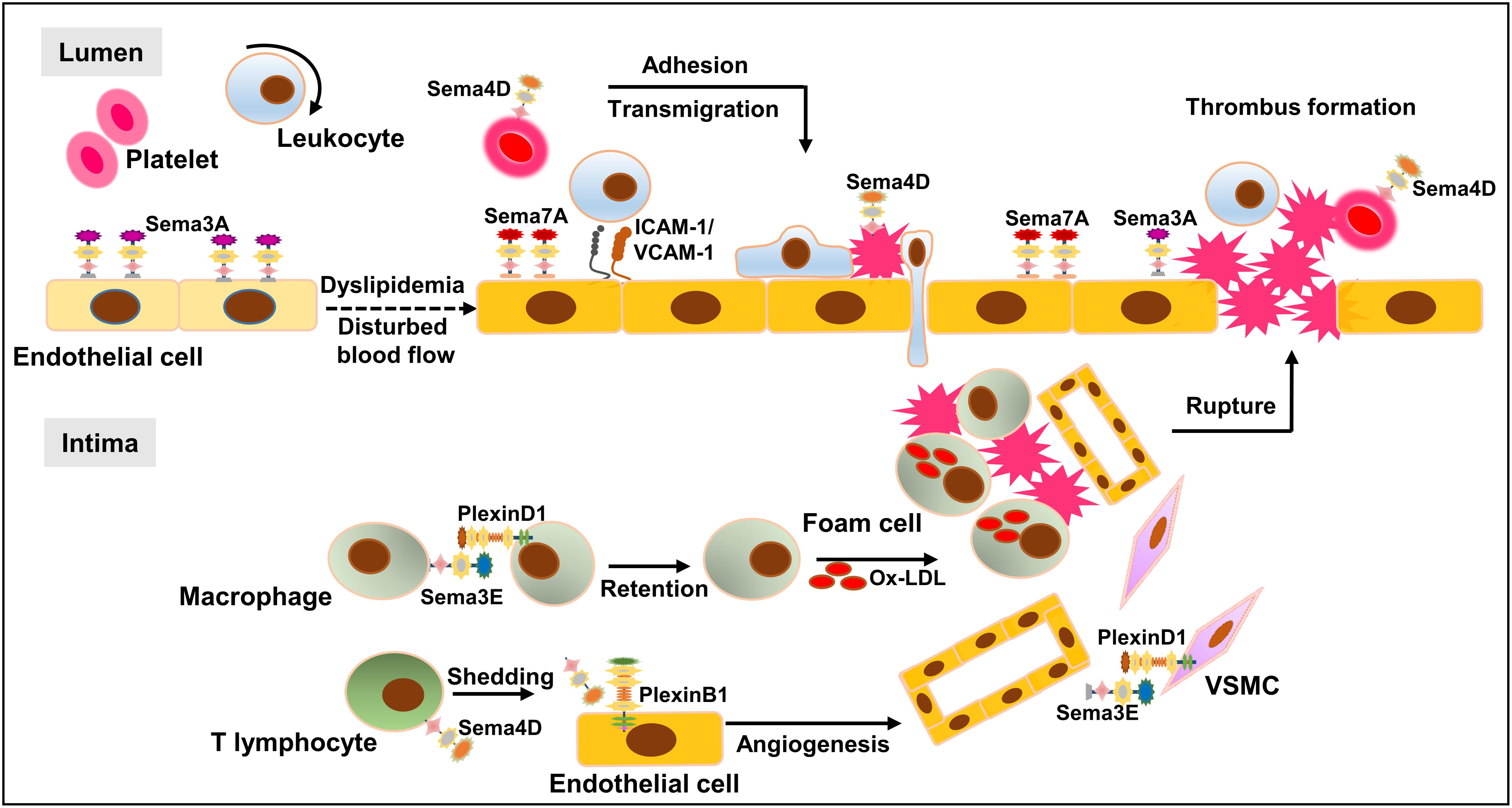 Frontiers Semaphorins and Their Receptors From Axonal Guidance to