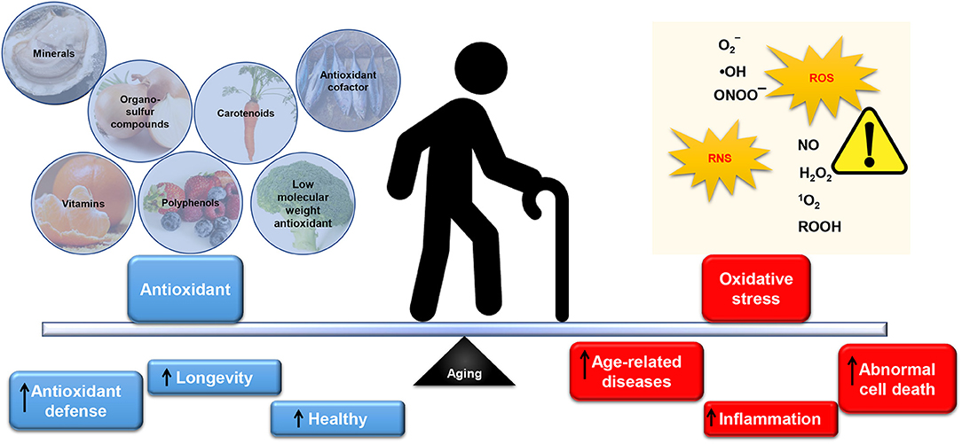 Frontiers Antioxidant and Oxidative Stress A Mutual Interplay in AgeRelated Diseases