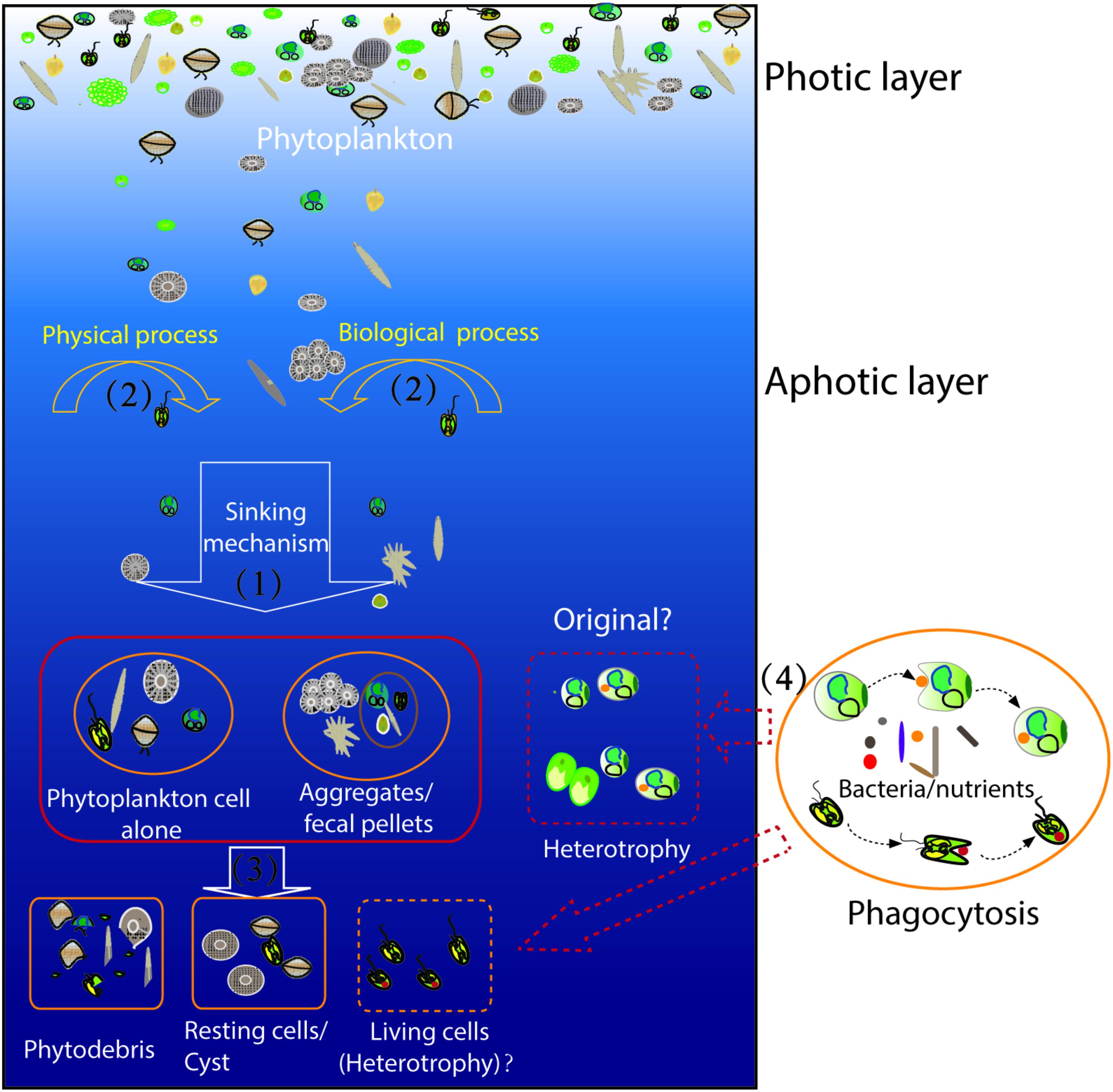 Frontiers Insight Into the Pico and NanoPhytoplankton Communities