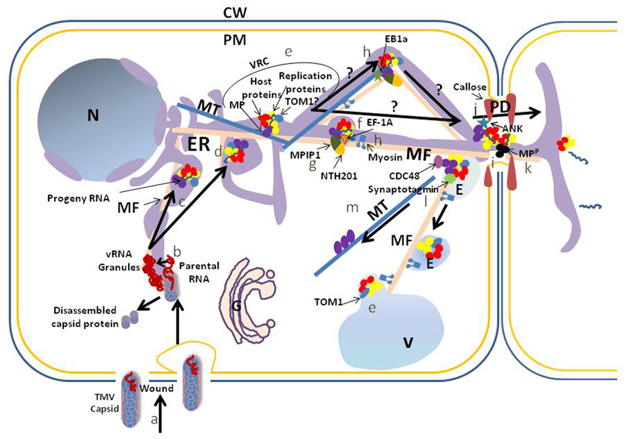 Frontiers The cell biology of Tobacco mosaic virus replication and