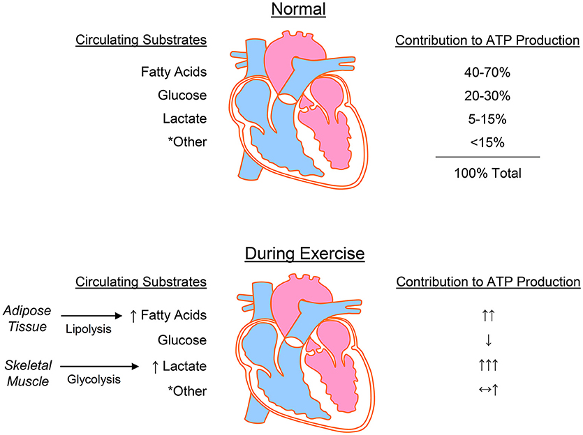 Frontiers Metabolic Mechanisms of ExerciseInduced Cardiac Remodeling