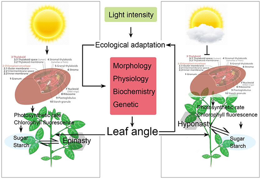 Frontiers The Influence of Light Intensity and Leaf Movement on