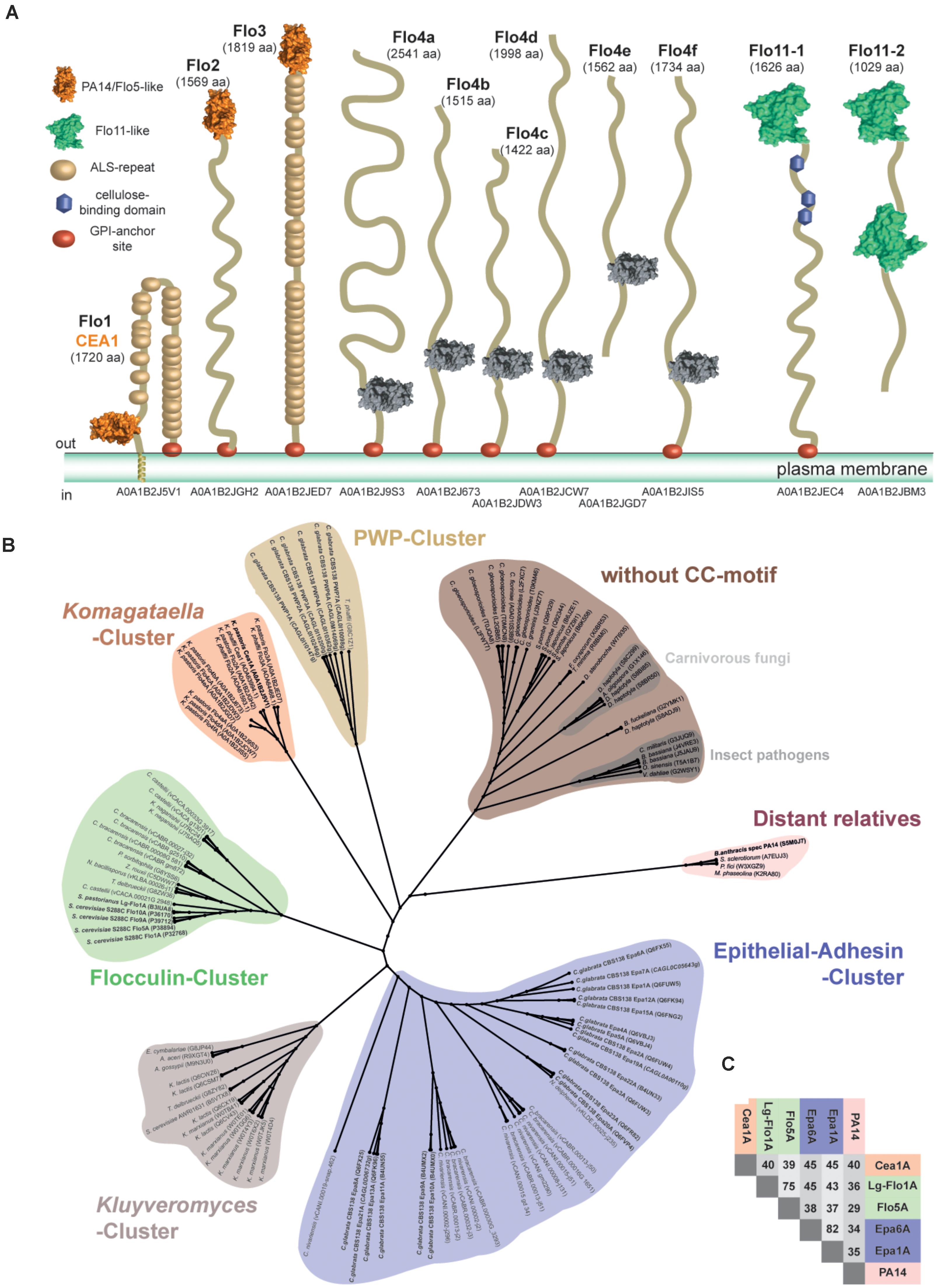 Some of them are pao rouf with earlier presence in gamma ethniki, petralona f.c. Frontiers Structural And Functional Characterization Of Pa14 Flo5 Like Adhesins From Komagataella Pastoris Microbiology