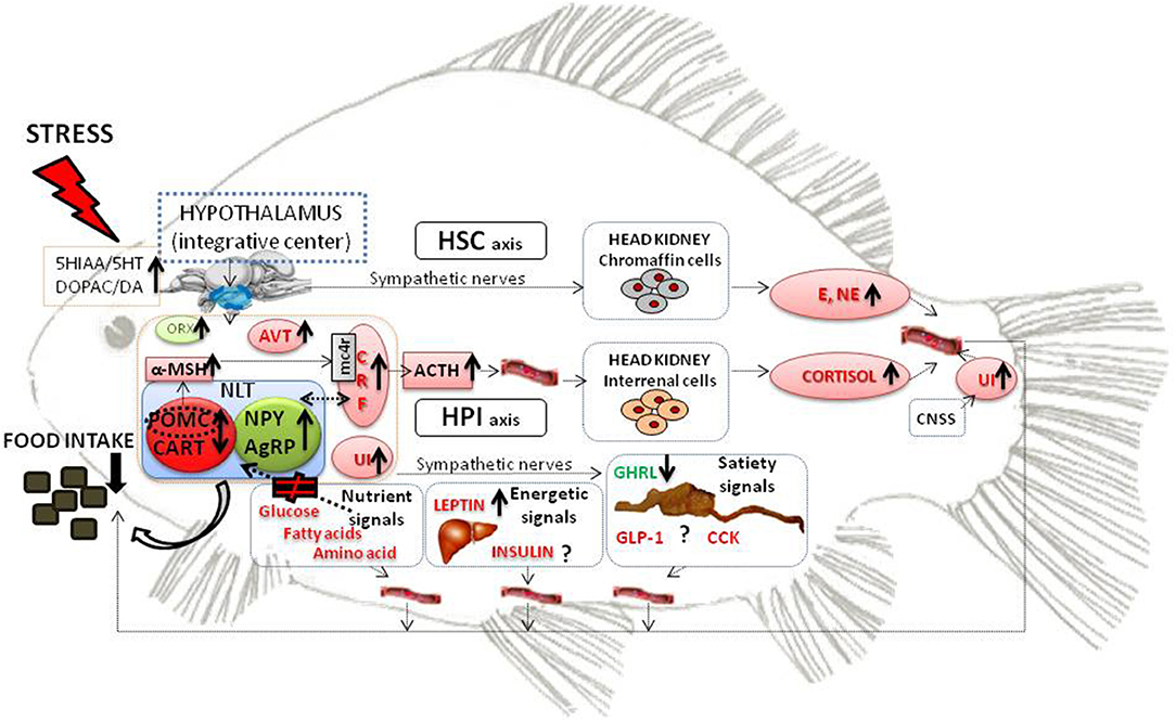 Frontiers Stress Effects on the Mechanisms Regulating Appetite in