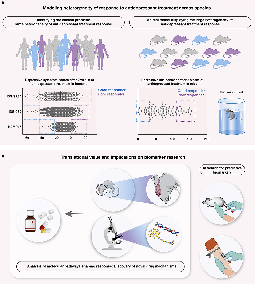 Frontiers Understanding and Predicting Antidepressant Response Using