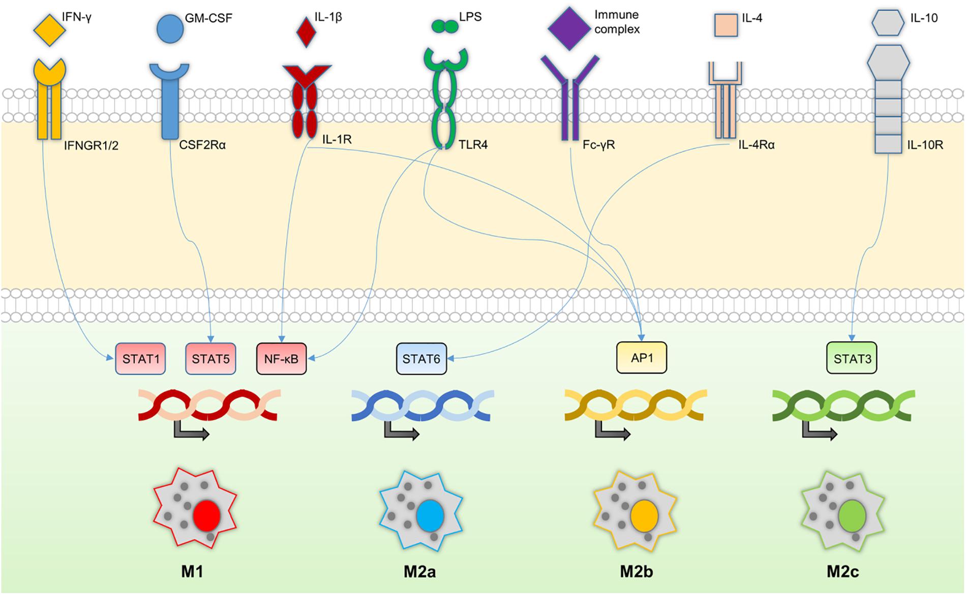 Frontiers Gene Regulatory Network Modeling of Macrophage