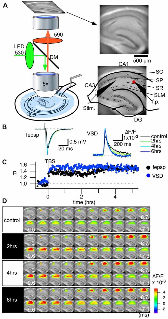 Frontiers Overall Assay of Neuronal Signal Propagation