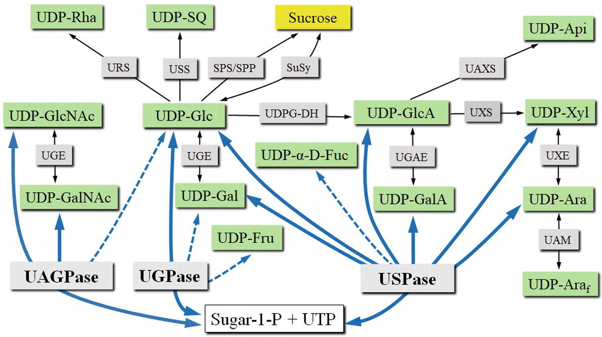 Frontiers UDPSugar Producing Pyrophosphorylases Distinct and