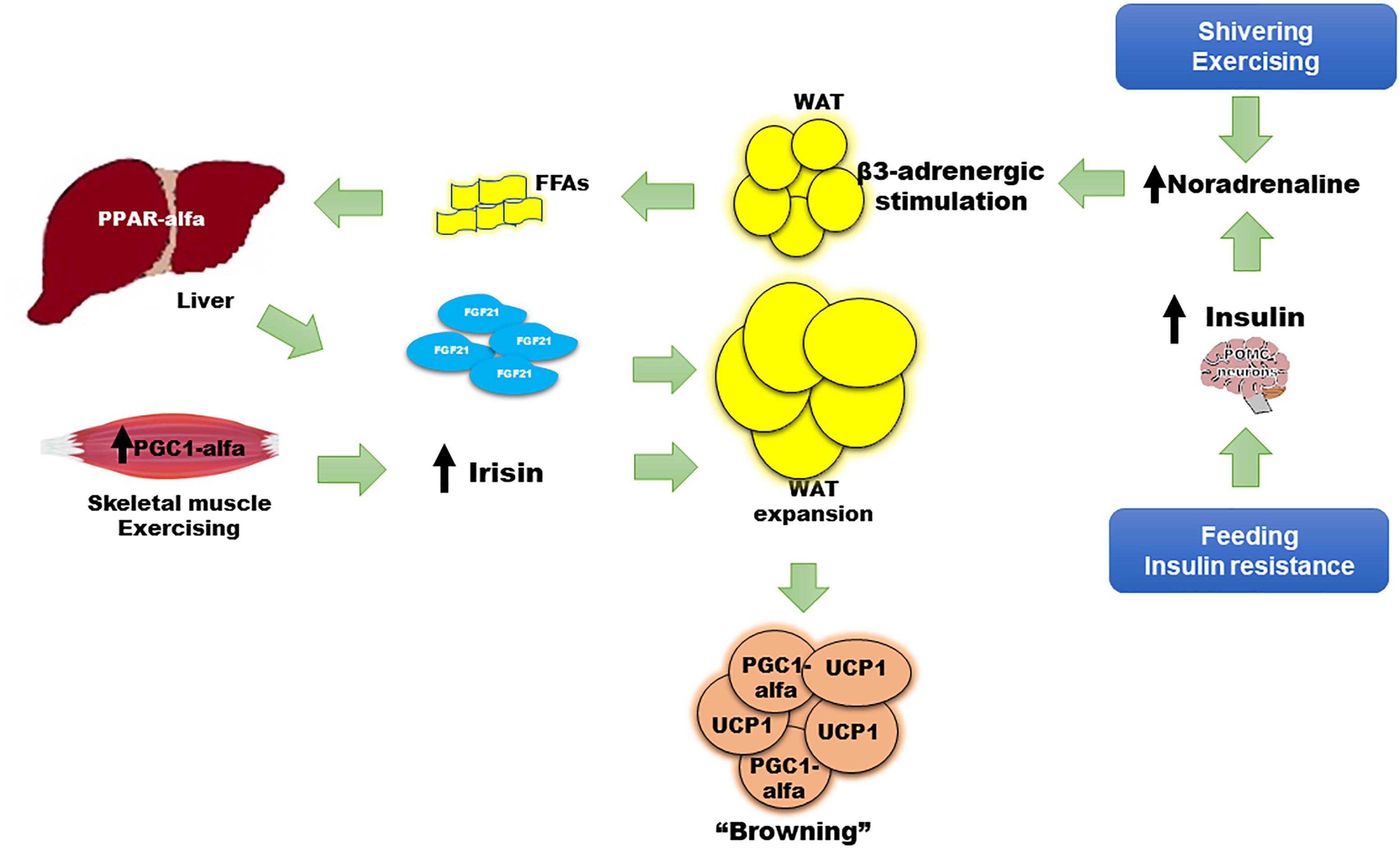 Frontiers Fibroblast Growth Factor 21 and Browning of White Adipose