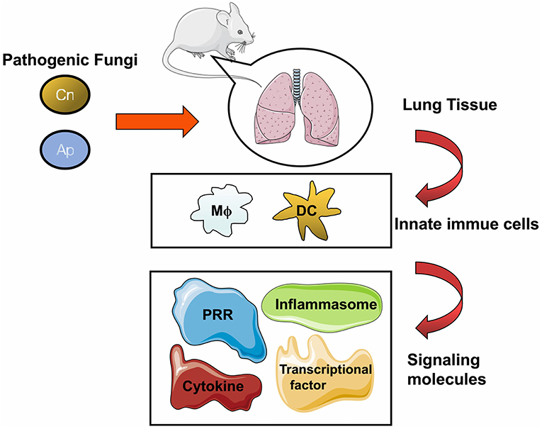 Mau sama kakak kelas ataupun satu angkatan sama aja,. Frontiers Pathogenic Fungal Infection In The Lung Immunology