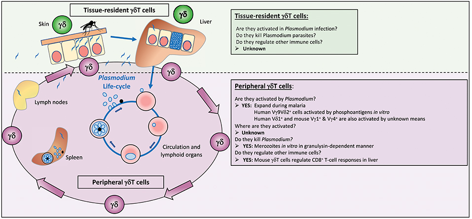 Frontiers Gamma Delta T Cells And Their Role In Protection Against Malaria Immunology