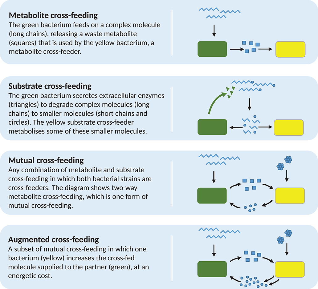 Frontiers | The Classification And Evolution Of Bacterial Cross-Feeding