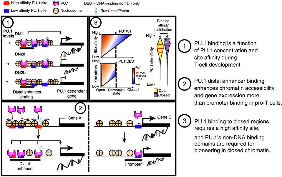 Frontiers Mechanisms of Action of Hematopoietic Transcription Factor