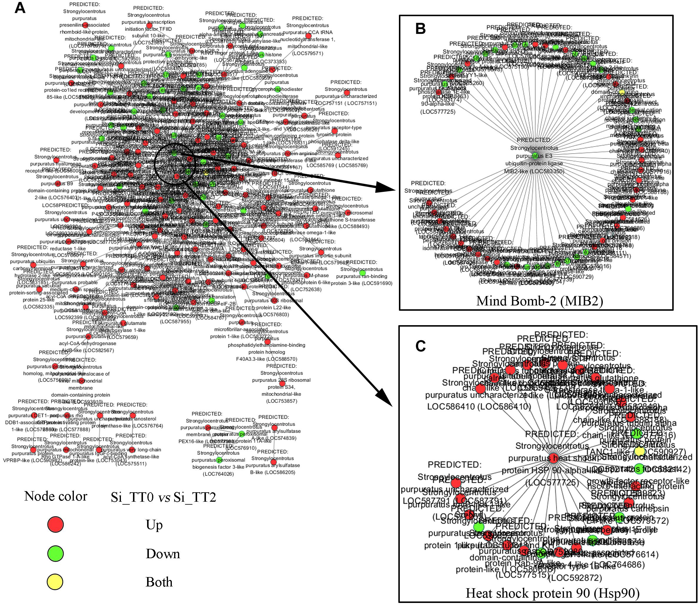 Frontiers The Impact of Chronic Heat Stress on the Growth, Survival