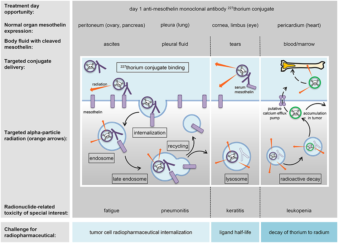 Frontiers Radiopharmaceuticals for Relapsed or Refractory Ovarian