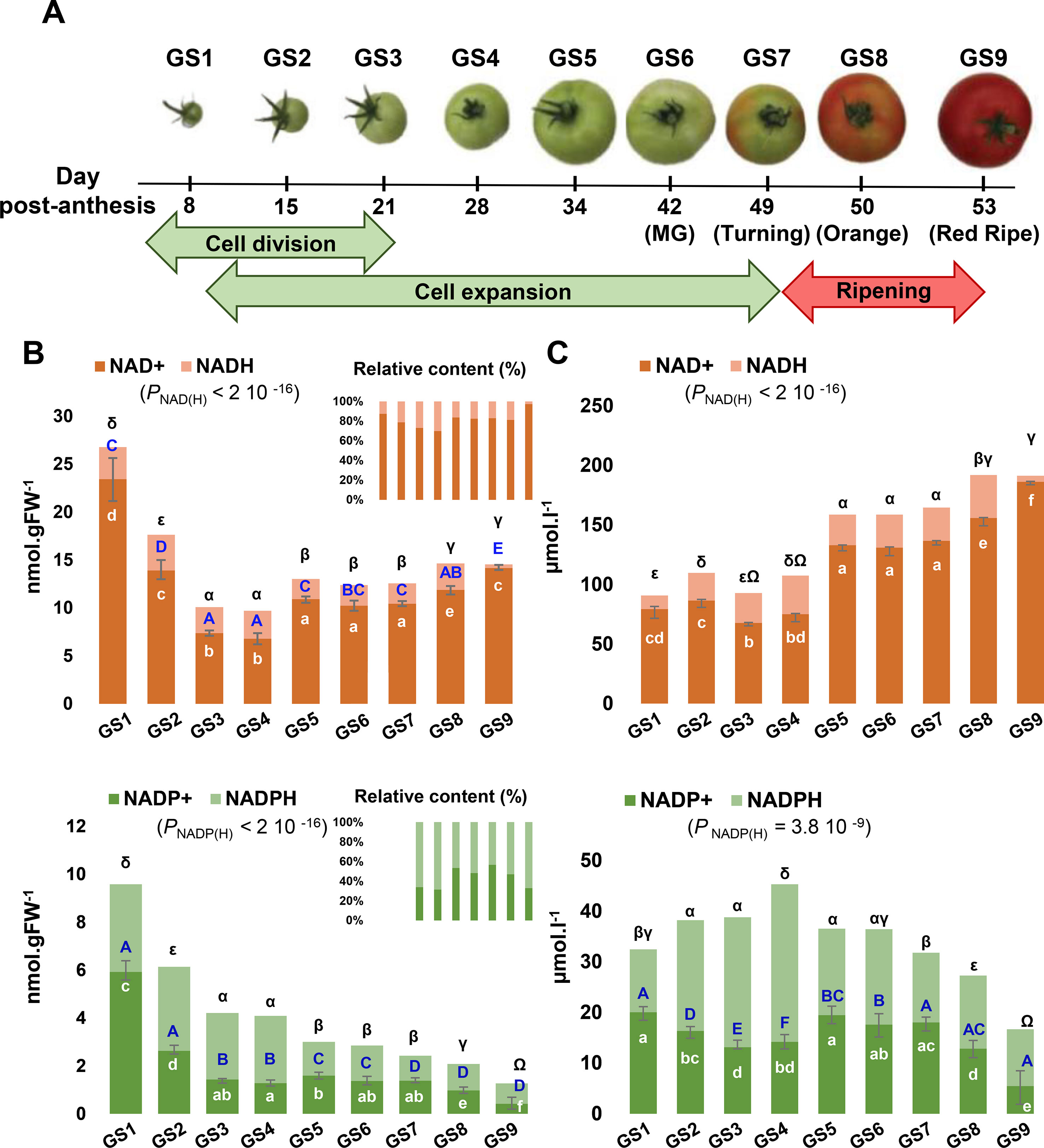 Frontiers Regulation of Pyridine Nucleotide Metabolism During Tomato