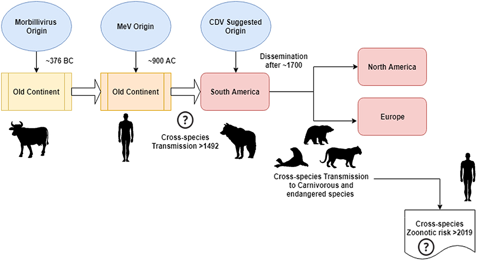 Frontiers Origin of Canine Distemper Virus Consolidating Evidence to Understand Potential