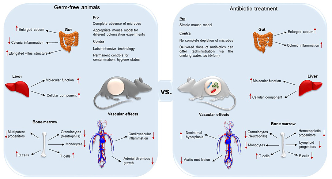 Frontiers Antibiotic Treatment Protocols and GermFree Mouse Models