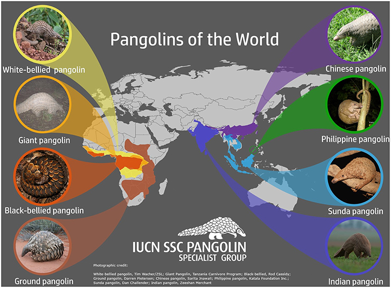Pangolins look like a mix between a small anteater and a pinecone. Pangolins In Trouble Frontiers For Young Minds