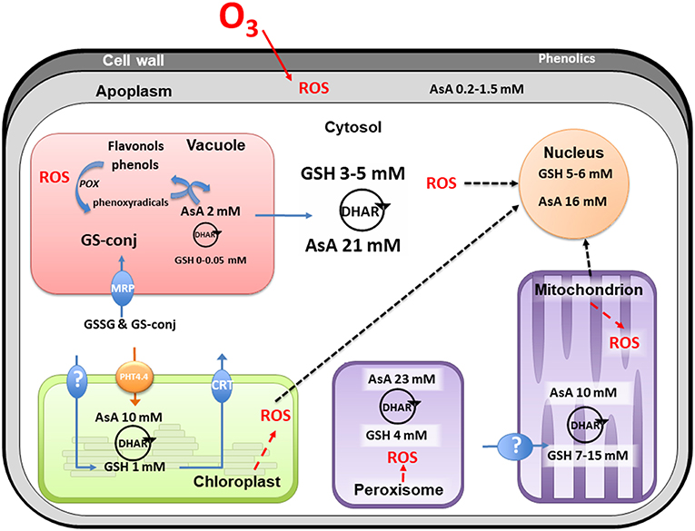 Frontiers Importance of Detoxification Processes in Ozone Risk