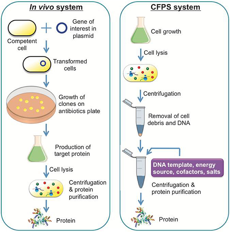 Frontiers Exploring the Potential of CellFree Protein Synthesis for