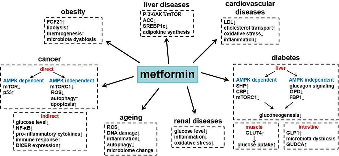 Frontiers Metformin and Its Benefits for Various Diseases