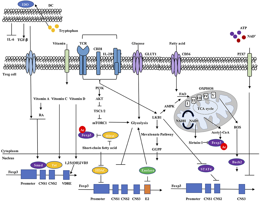 The best of this device is that decrypts and unlocks the pm120 of all bb5 sl3 to be able to unlock them by . Frontiers Metabolic Control Of Treg Cell Stability Plasticity And Tissue Specific Heterogeneity Immunology