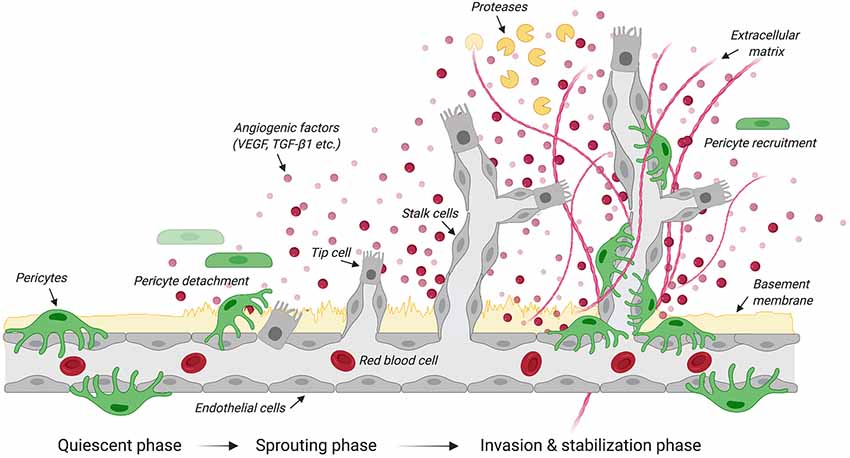 Frontiers Pericytes Problems and Promises for CNS Repair Cellular