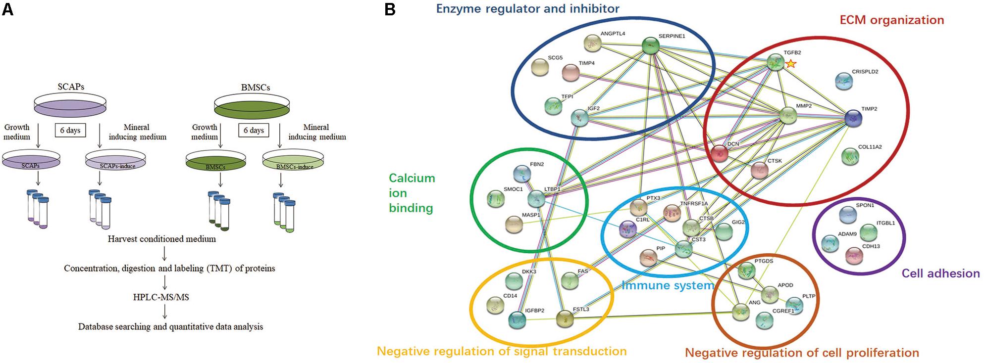 Frontiers Comparative Secretome Analysis of Mesenchymal Stem Cells