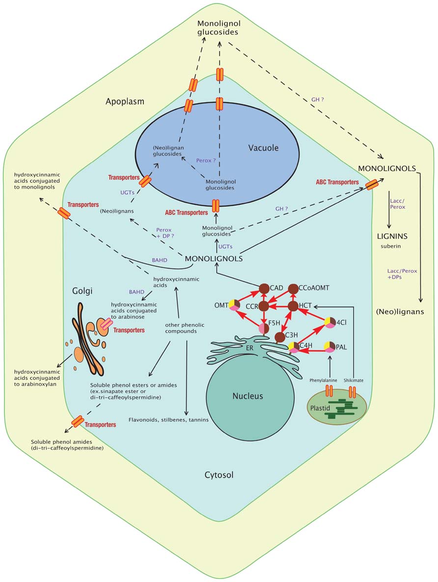 Maybe you would like to learn more about one of these? Frontiers | Plant cell wall lignification and monolignol ...