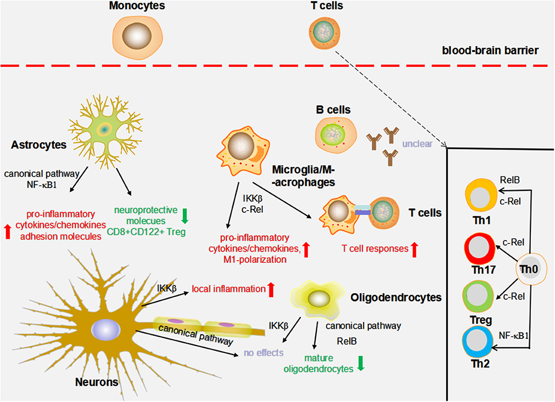 Frontiers Nuclear Factor κB (NFκB)Mediated Inflammation in Multiple