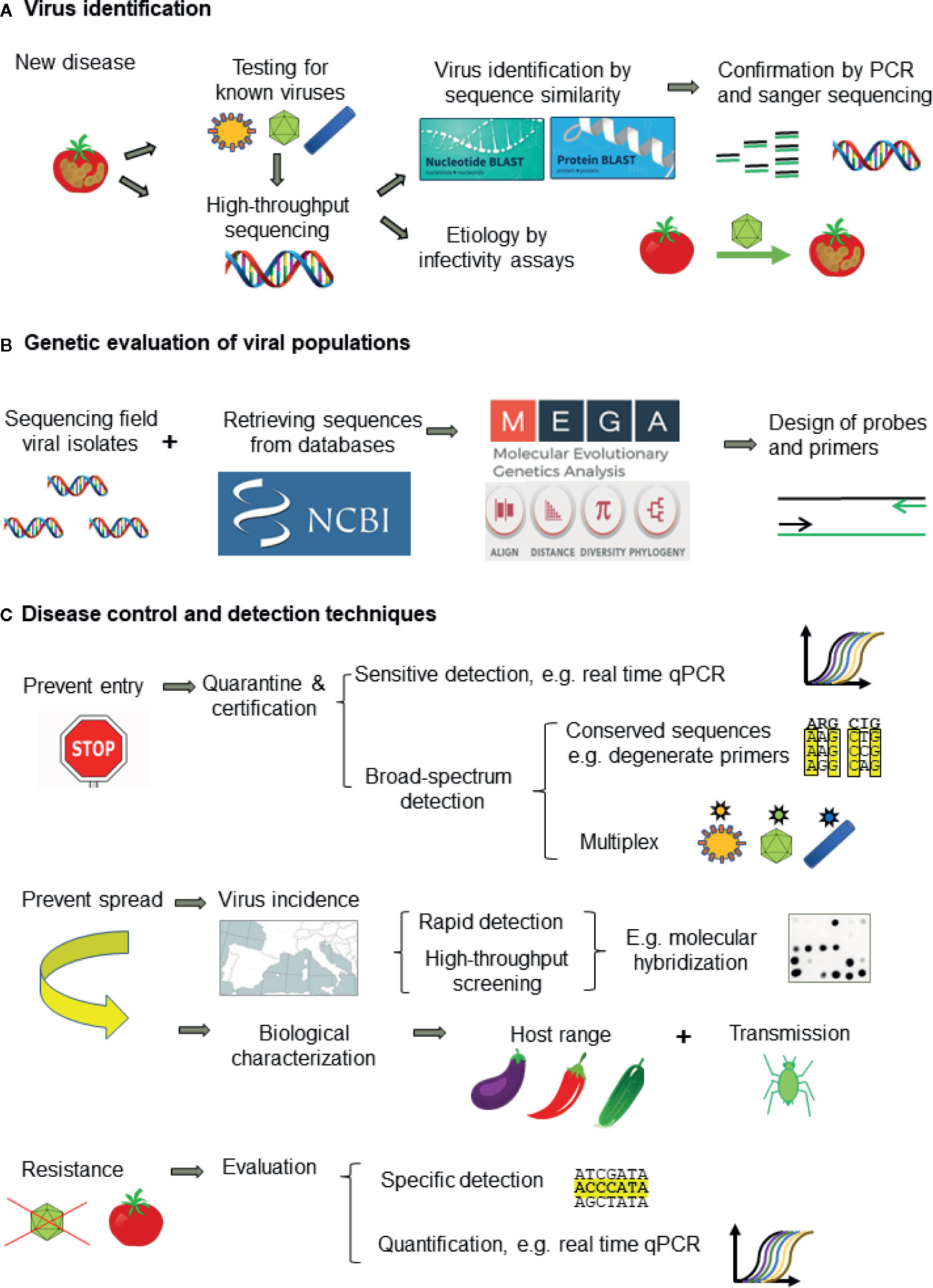 Frontiers Detection of Plant Viruses and Disease Management