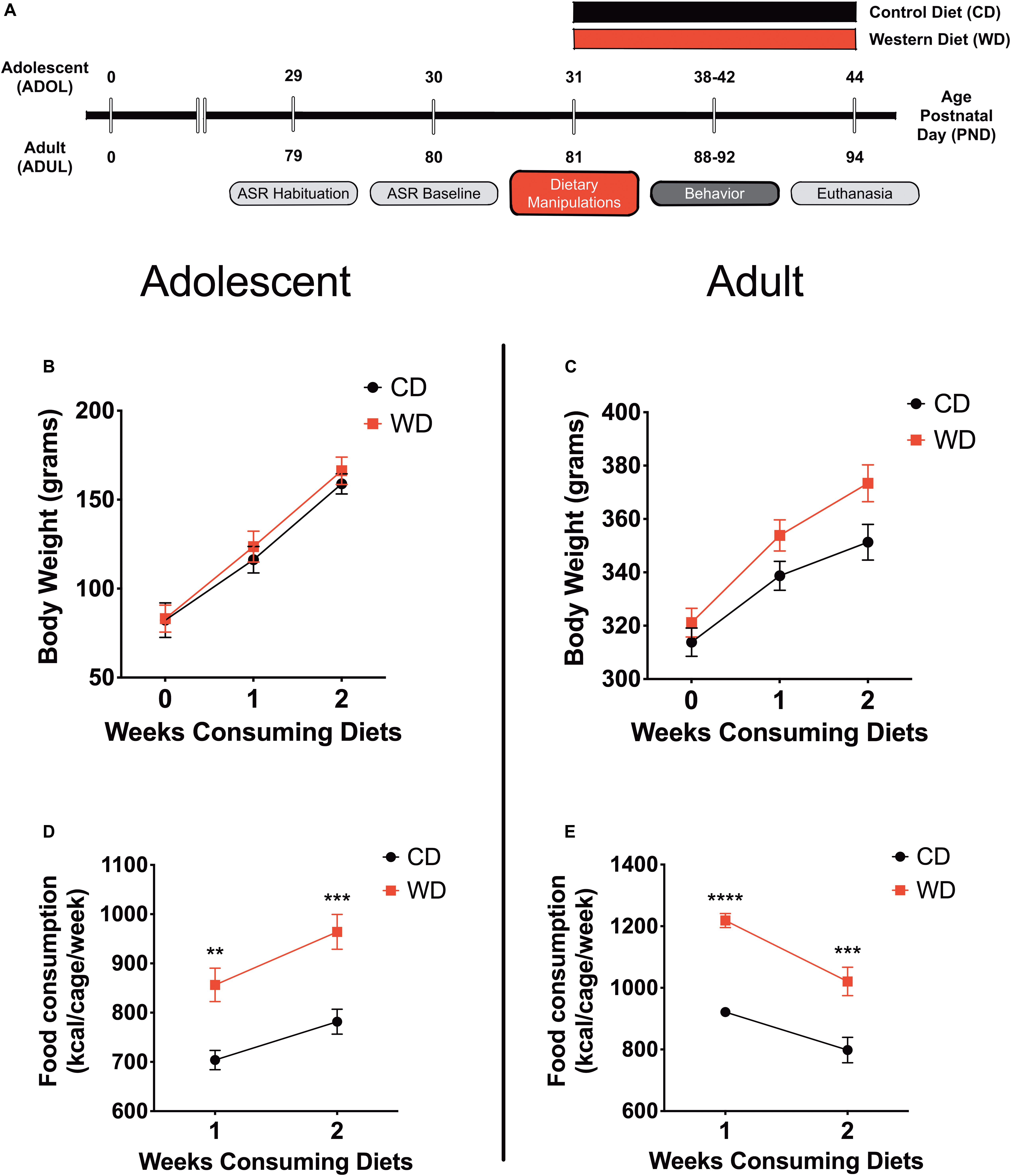 Frontiers Adolescent Vulnerability to Heightened