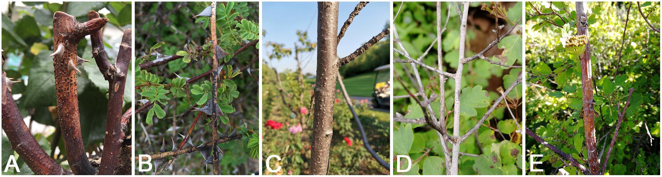 Rick And Morty In A Nutshell - Youtube Frontiers | High Diversity Of Cytospora Associated With Canker And Dieback Of Rosaceae In China, With 10 New Species Described | Plant Science