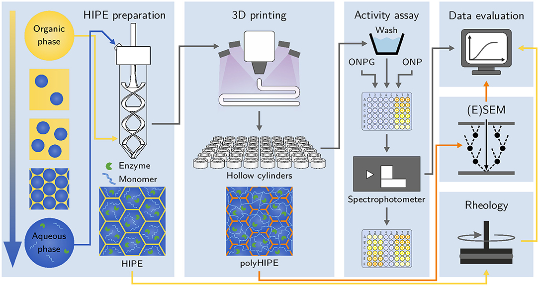 Frontiers 3DPrintable and Enzymatically Active Composite Materials