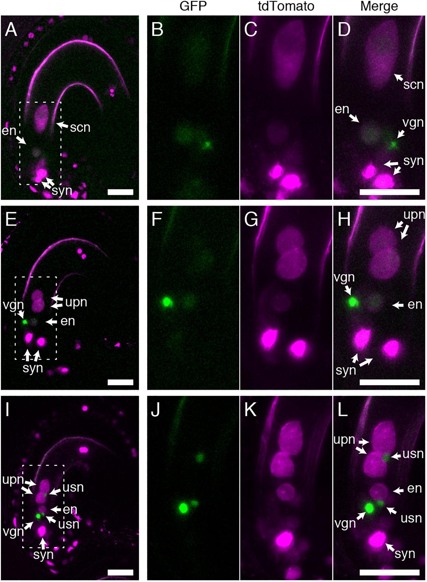 Frontiers Arabidopsis GEX1 Is a Nuclear Membrane Protein of Gametes