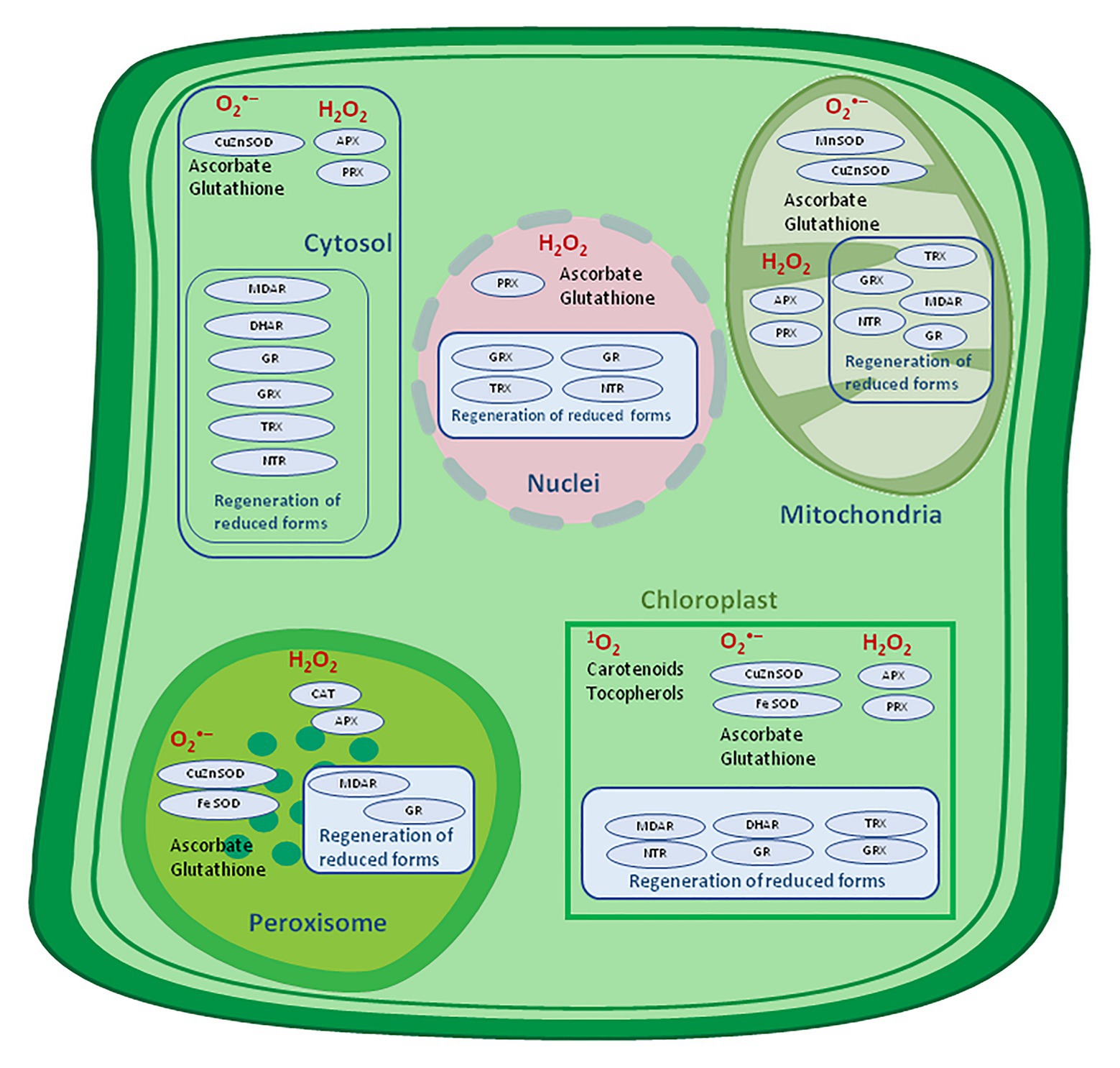 Frontiers The Significance of Reactive Oxygen Species and Antioxidant