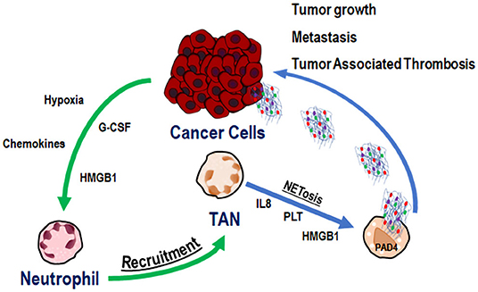 Frontiers The Emerging Role of Neutrophil Extracellular Traps