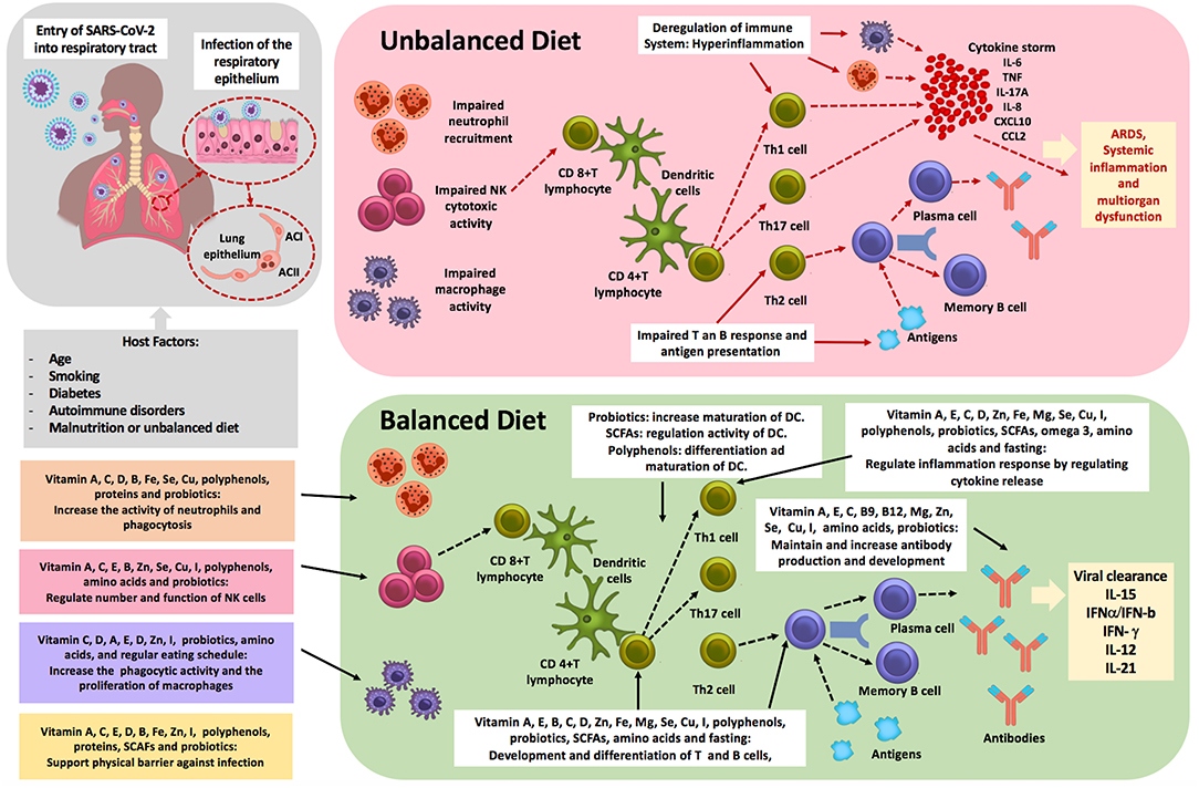 Frontiers Importance of Dietary Changes During the Coronavirus