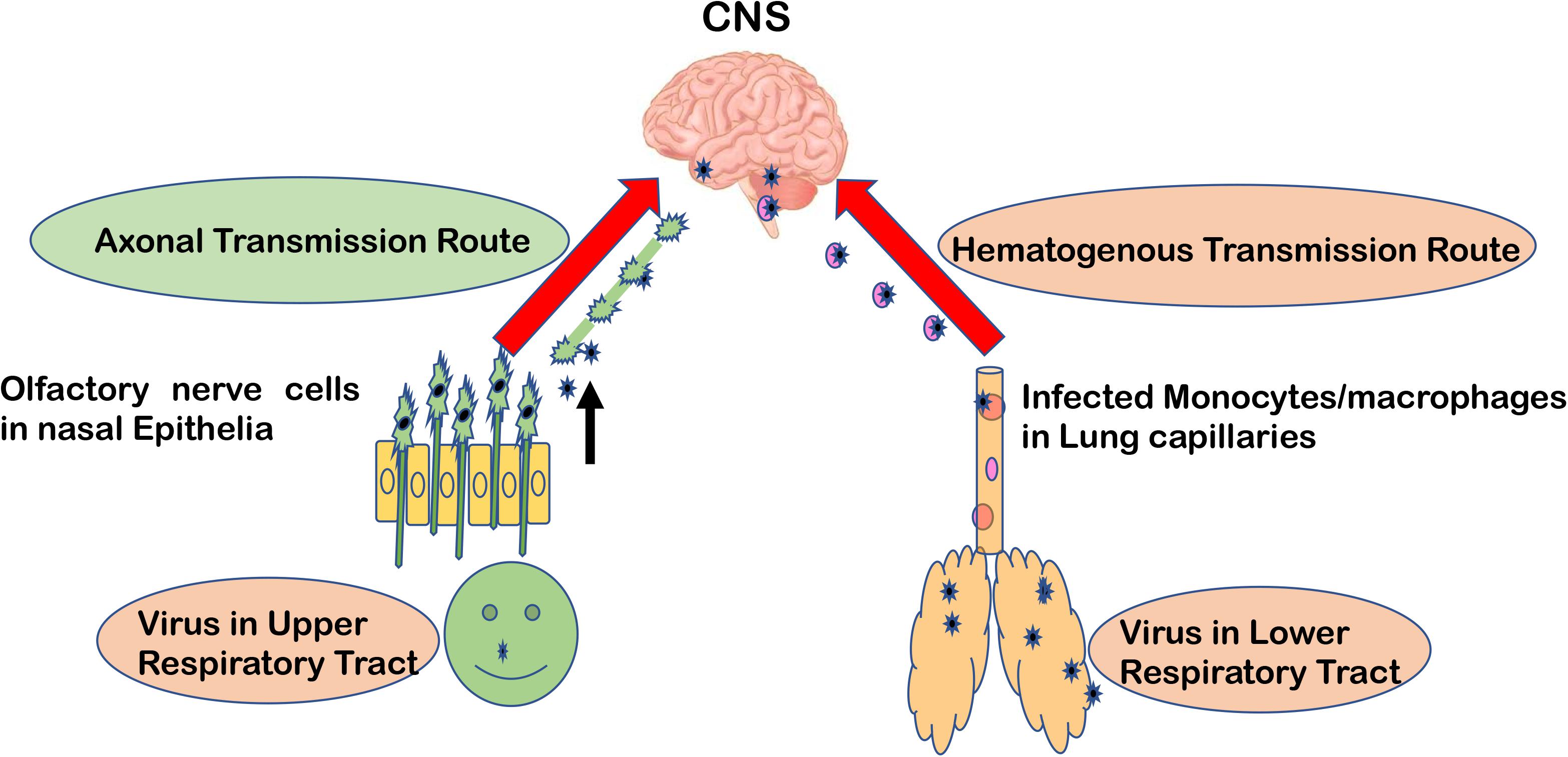 Frontiers Neurological Damage by Coronaviruses A Catastrophe in the