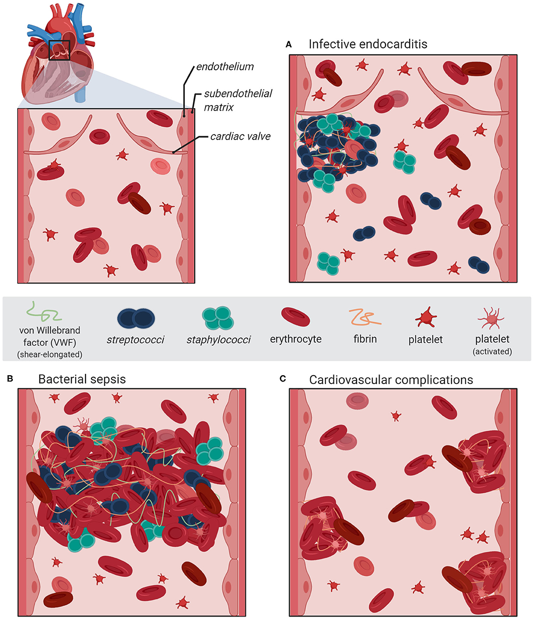 Frontiers Impact of Von Willebrand Factor on Bacterial Pathogenesis