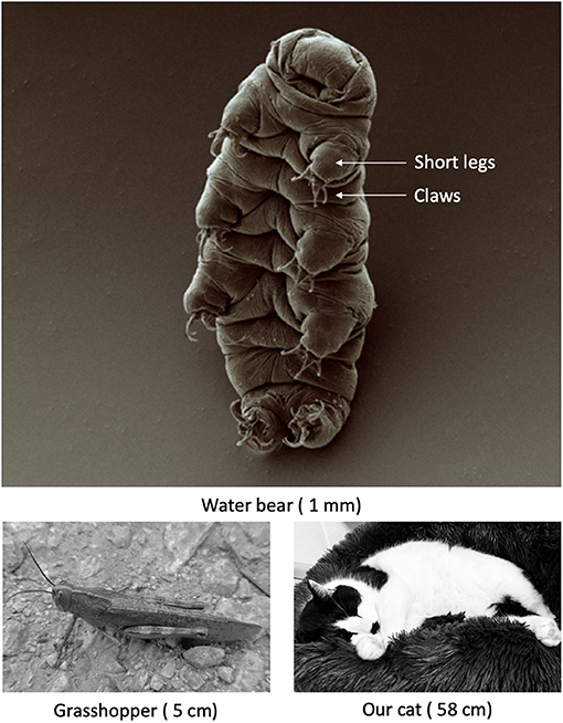 Water Bears—The Most Extreme Animals on The (And in Space