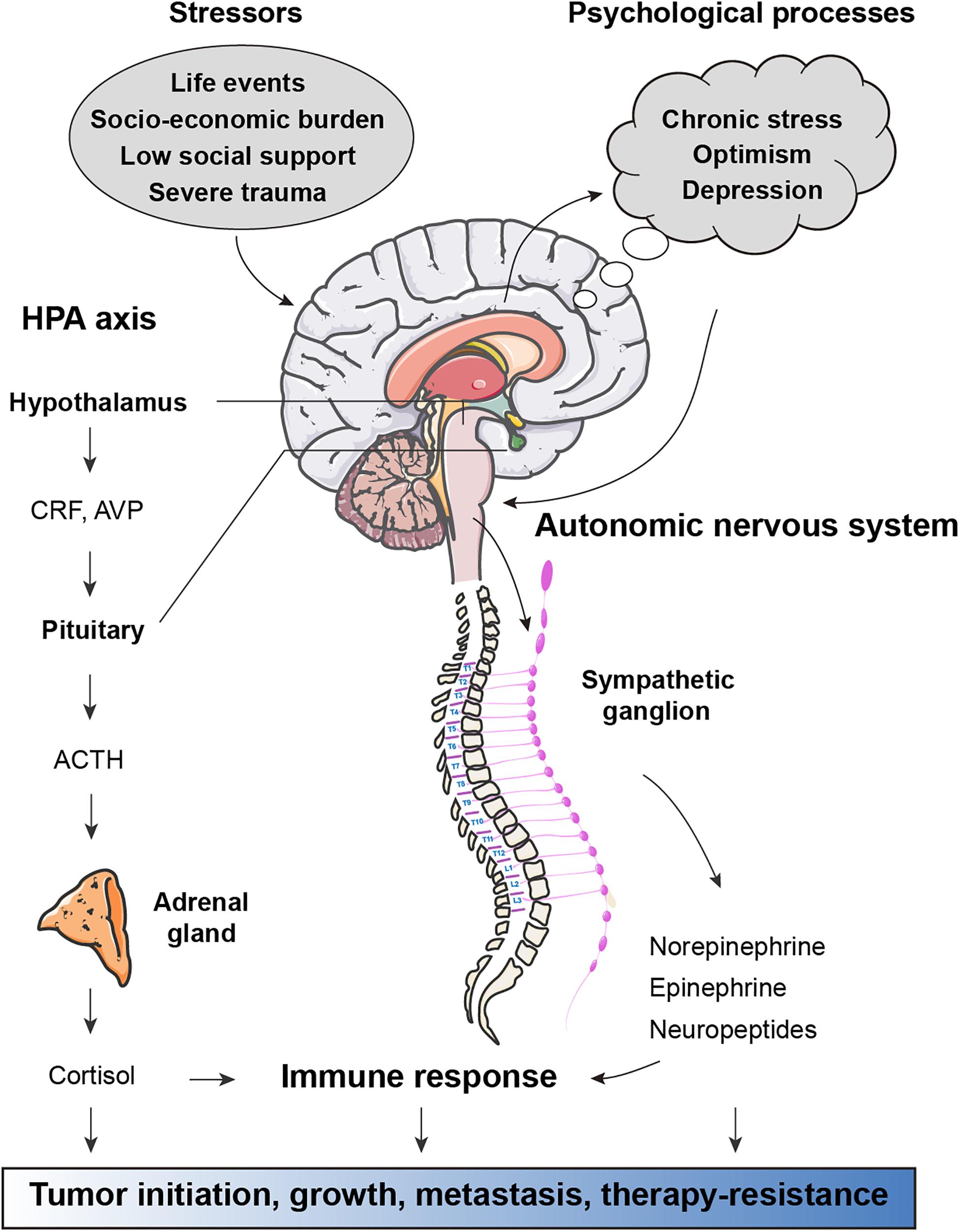 Frontiers Systemic Regulation of Cancer Development by Neuro