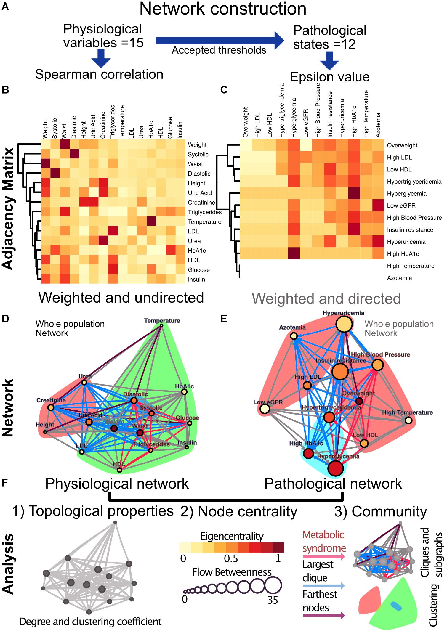 Frontiers Metabolic Physiological Networks The Impact of Age