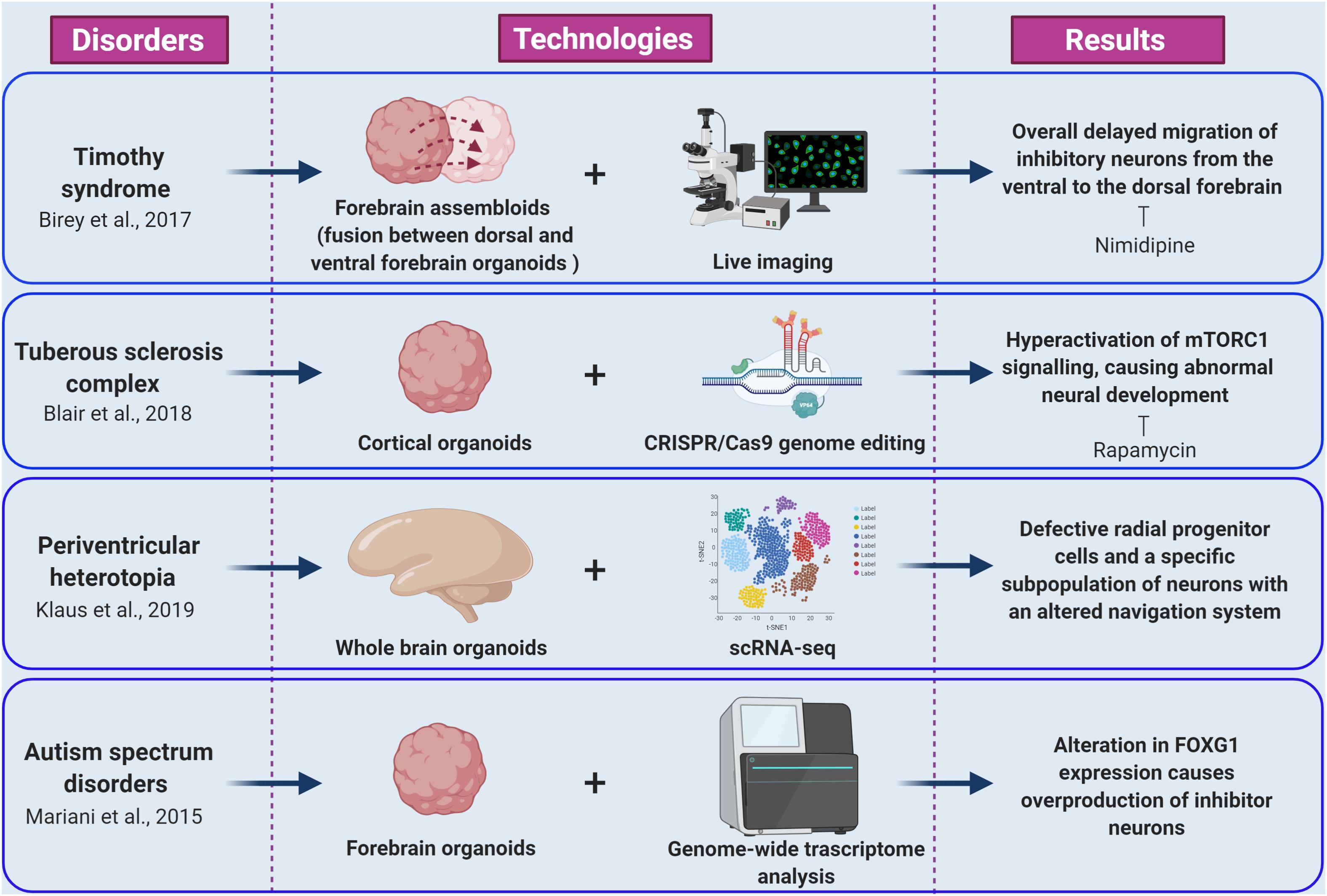 Frontiers Brain Organoids as Model Systems for