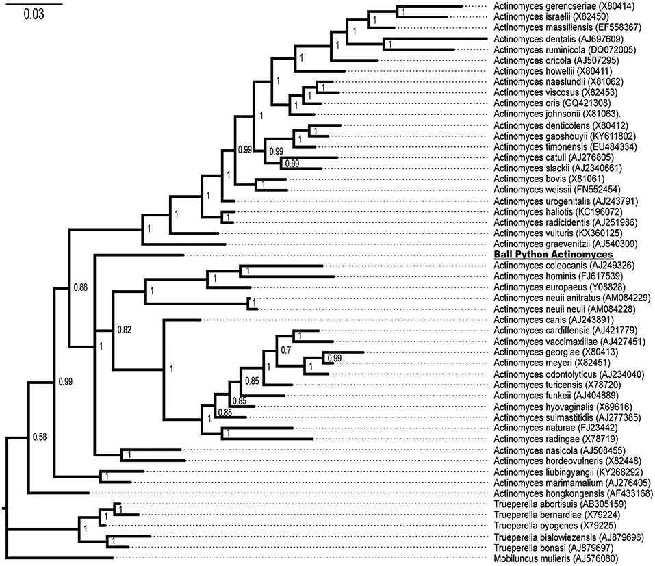 Frontiers Oral, Cloacal, and Hemipenal Actinomycosis in Captive Ball