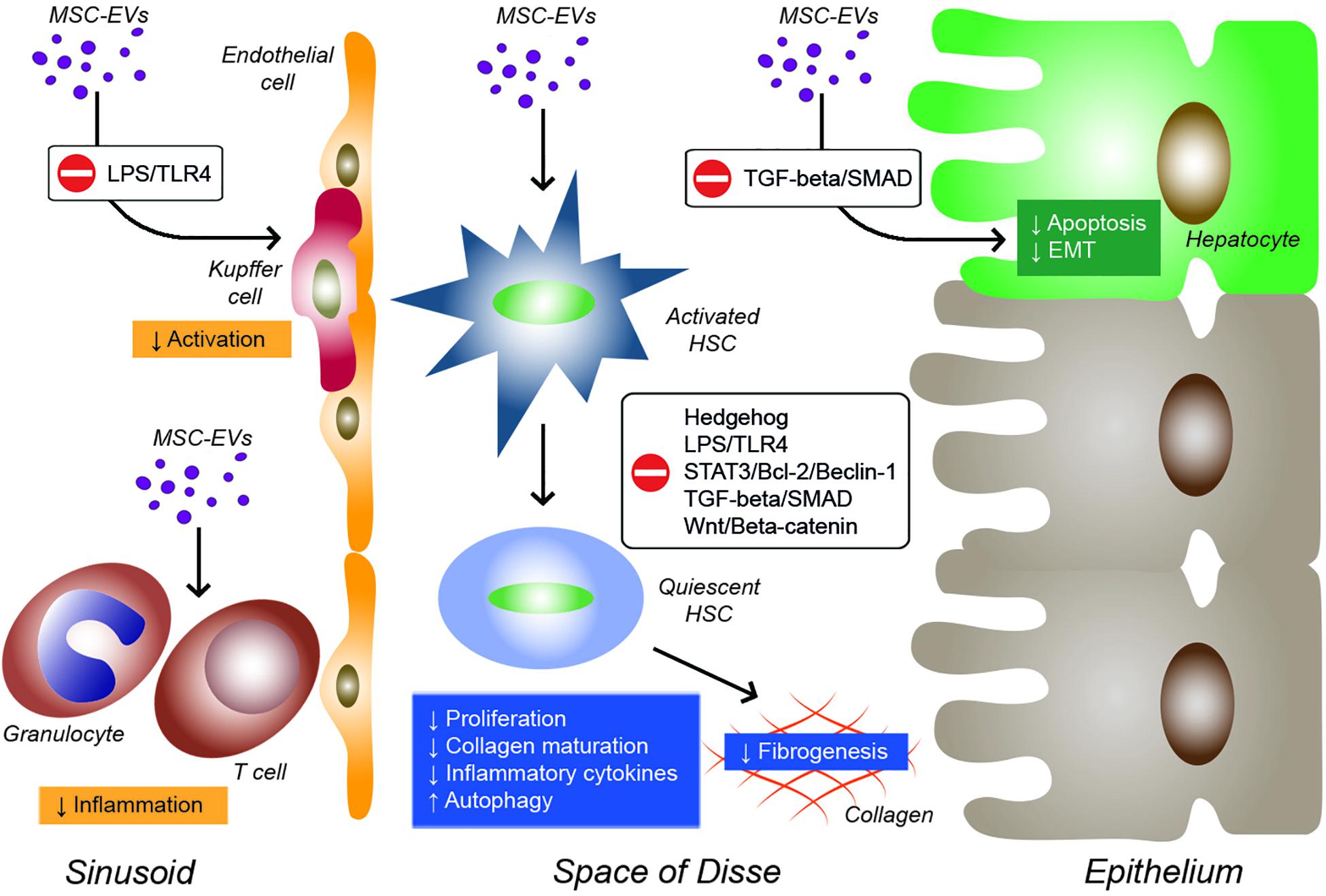 Frontiers Molecular Pathways Modulated by Mesenchymal Stromal Cells