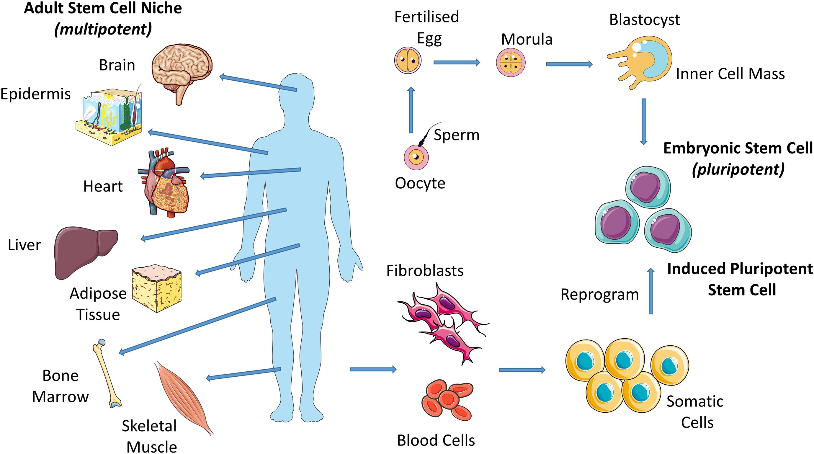 Frontiers | Stem Cell Mechanobiology And The Role Of Biomaterials In Governing Mechanotransduction And Matrix Production For Tissue Regeneration