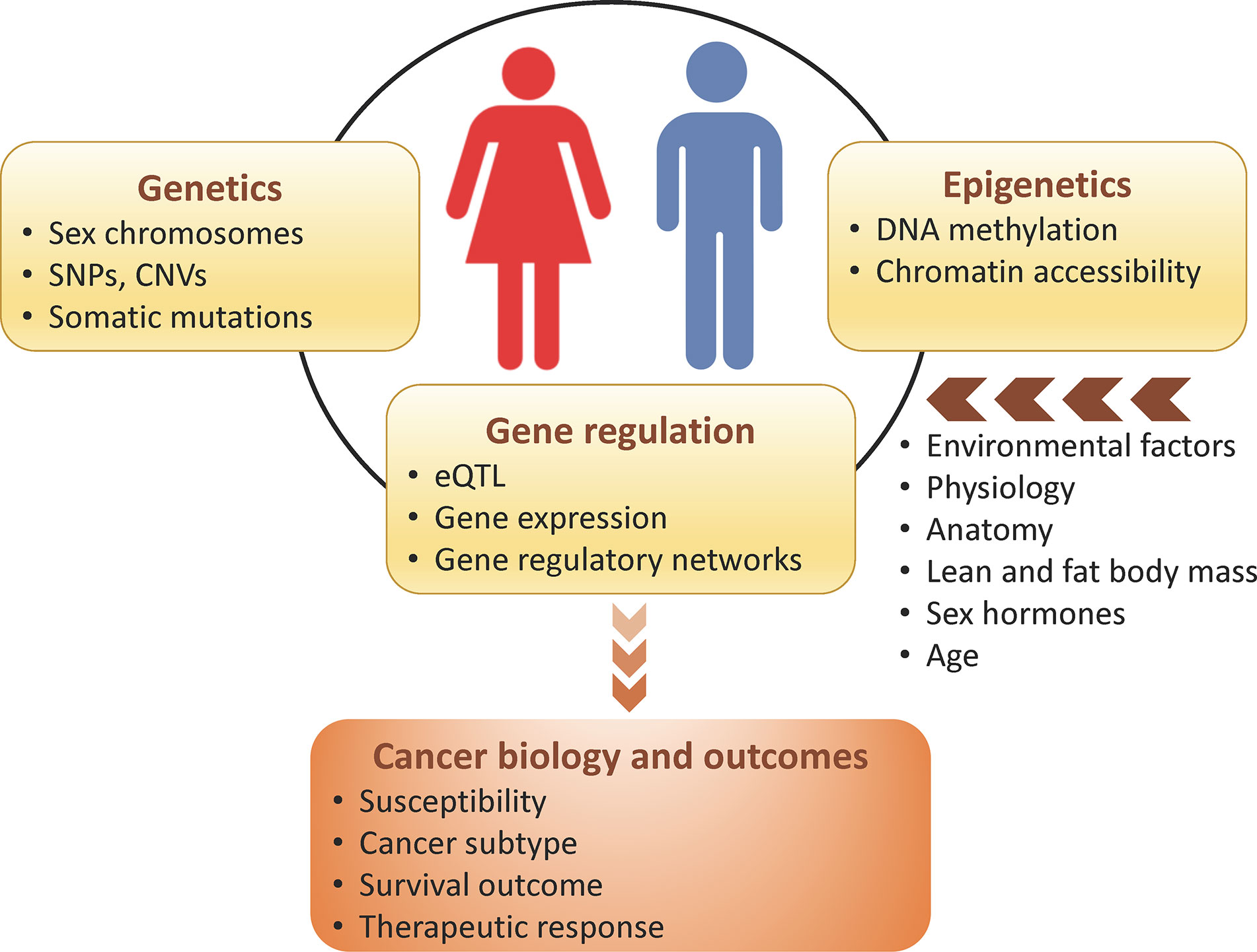 Frontiers GenomeWide Sex and Gender Differences in Cancer Oncology